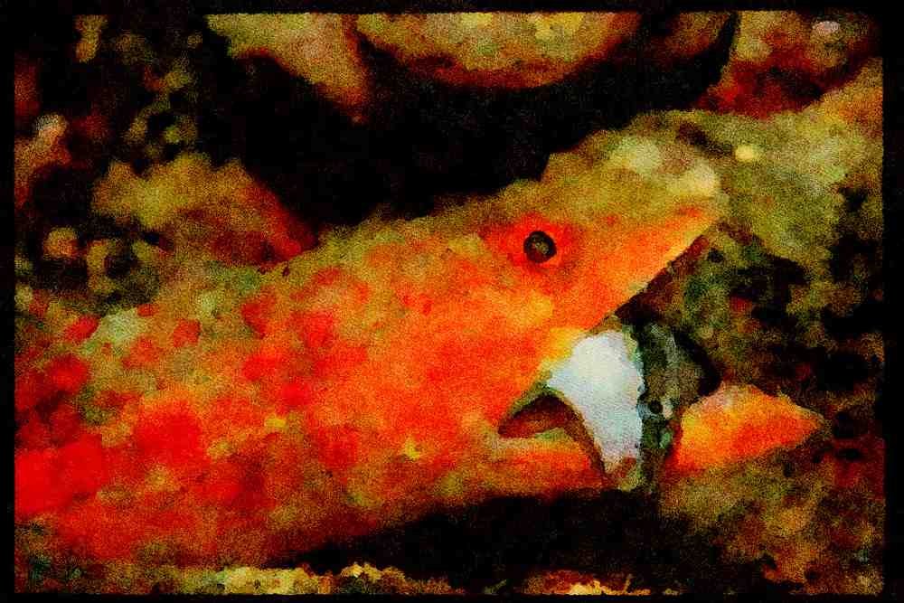 427078 A Lizard Devours A False Cleaner Wrasse A4 Limited Edition Watercolour Print