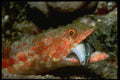 427078 A Lizard Devours A False Cleaner Wrasse A4 Photo Print