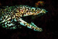 427079 Spotted Moray Eel A4 Limited Edition Watercolour Print