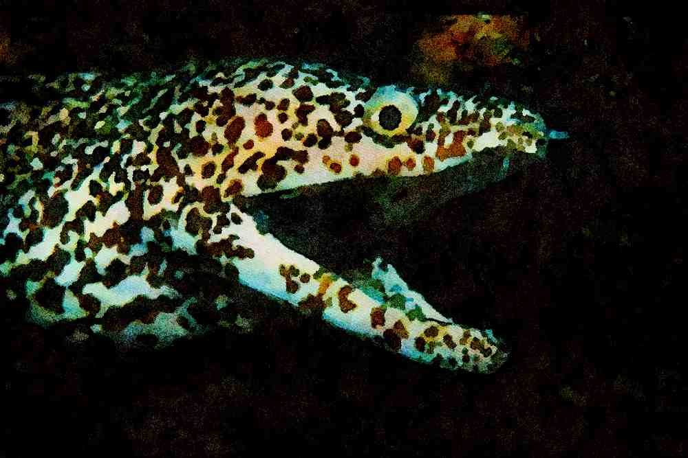 427079 Spotted Moray Eel A4 Limited Edition Watercolour Print