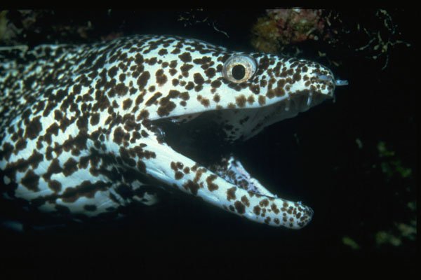 427079 Spotted Moray Eel A4 Photo Print