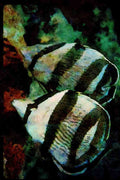 427081 Mated Pair Of Banded Butterfly Fish A4 Limited Edition Watercolour Print