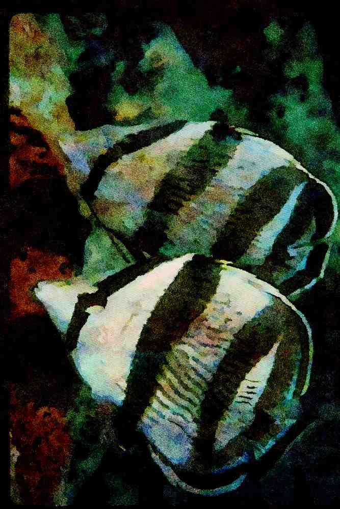 427081 Mated Pair Of Banded Butterfly Fish A4 Limited Edition Watercolour Print