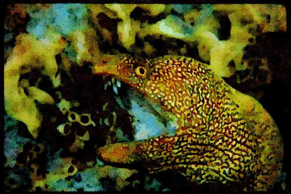 427082 Goldentail Moray Eel A4 Limited Edition Watercolour Print