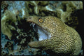 427082 Goldentail Moray Eel A4 Photo Print