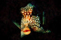 427083 Smooth Trunkfish A4 Limited Edition Watercolour Print