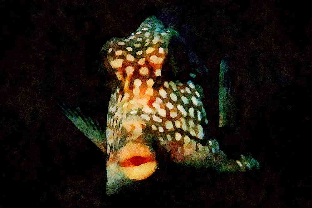 427083 Smooth Trunkfish A4 Limited Edition Watercolour Print