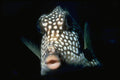 427083 Smooth Trunkfish A4 Photo Print
