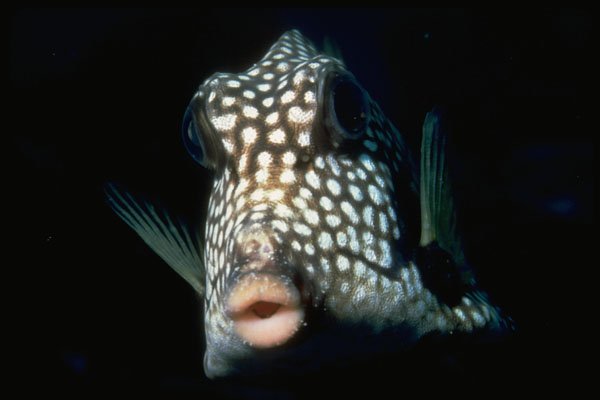 427083 Smooth Trunkfish A4 Photo Print