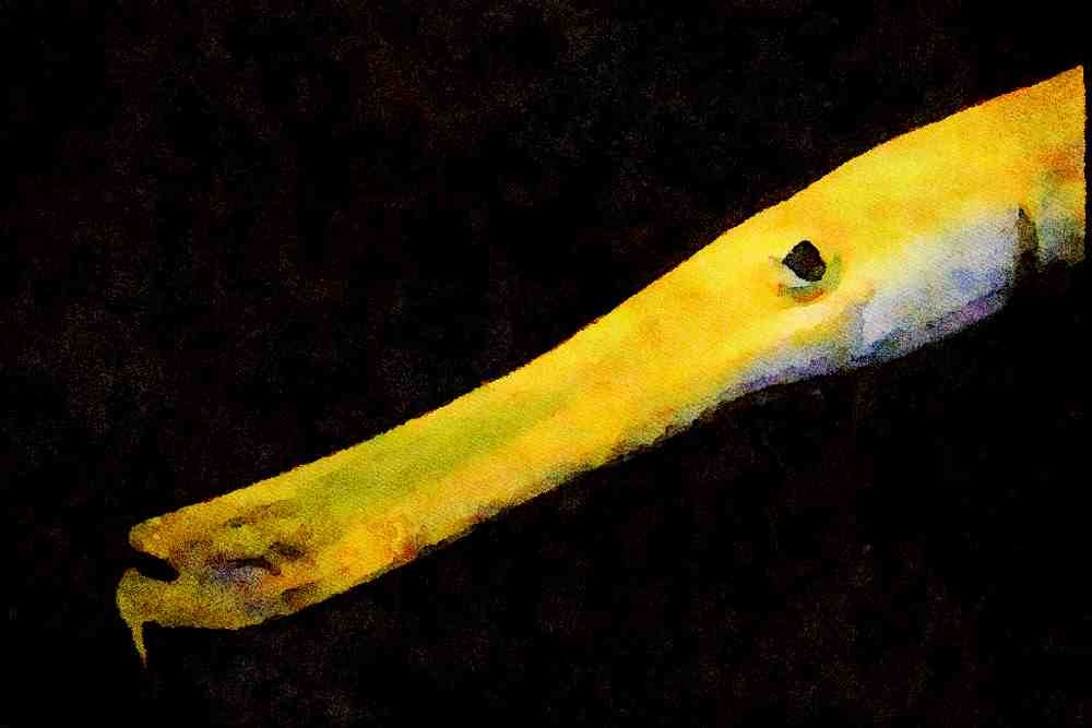 427084 The Trumpetfish Is One Meter Long A4 Limited Edition Watercolour Print