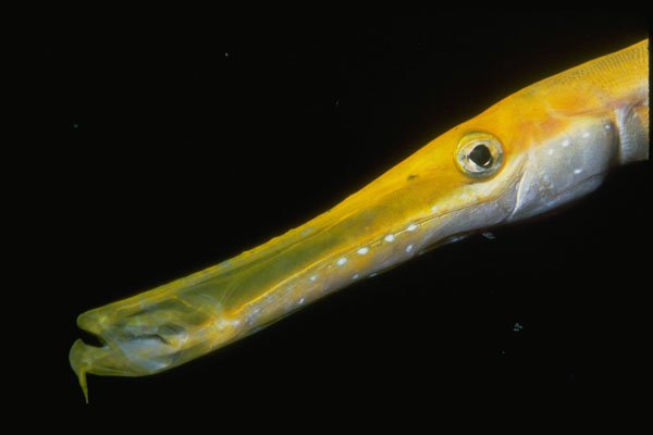 427084 The Trumpetfish Is One Meter Long A4 Photo Print