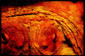 427085 Octopus Eyes A4 Limited Edition Watercolour Print