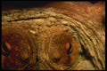 427085 Octopus Eyes A4 Photo Print