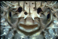 427086 Porcupine Fish A4 Photo Print