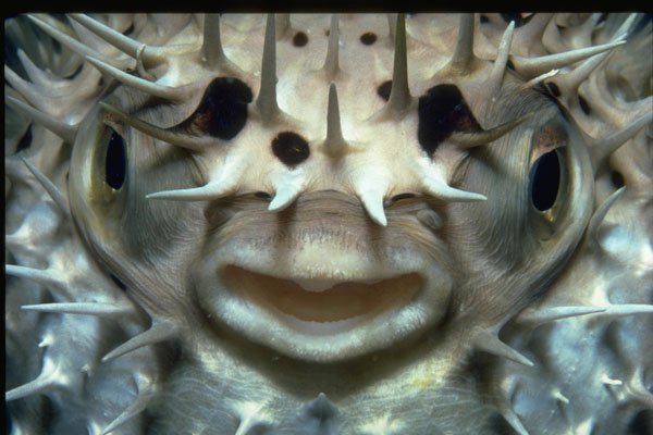 427086 Porcupine Fish A4 Photo Print