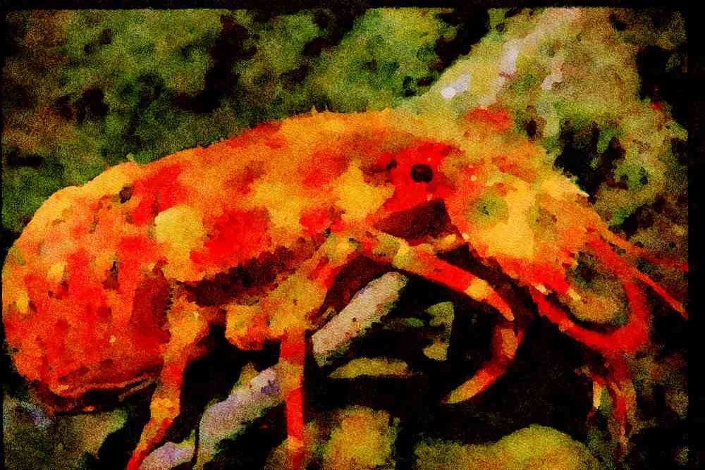 427087 The Slipper Lobster A4 Limited Edition Watercolour Print
