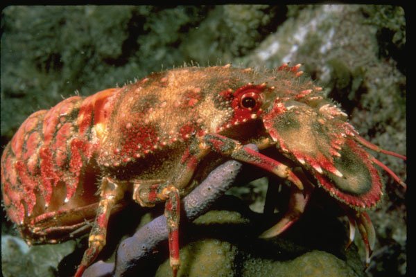 427087 The Slipper Lobster A4 Photo Print