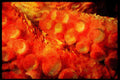 427088 Octopus Arm A4 Limited Edition Watercolour Print