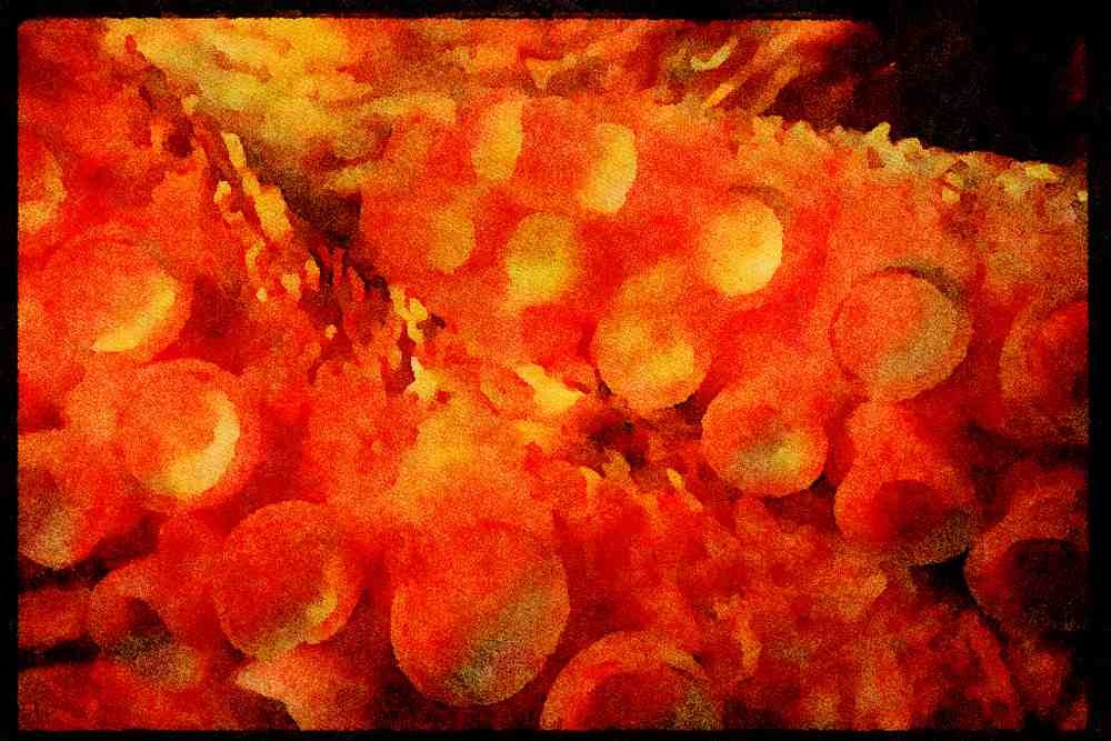 427088 Octopus Arm A4 Limited Edition Watercolour Print