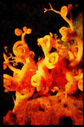 427090 Coiled Arms Of Basket Star A4 Limited Edition Watercolour Print