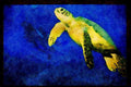 427091 Turtle Swim Team, Olive Ridley Turtle A4 Limited Edition Watercolour Print