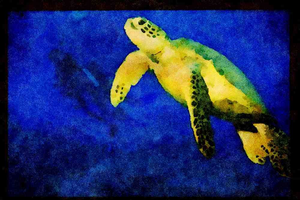 427091 Turtle Swim Team, Olive Ridley Turtle A4 Limited Edition Watercolour Print