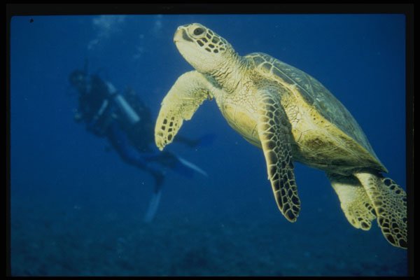 427091 Turtle Swim Team, Olive Ridley Turtle A4 Photo Print
