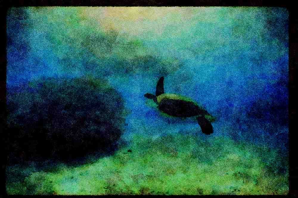 427092 Turtle Playhouse, Green Turtle A4 Limited Edition Watercolour Print