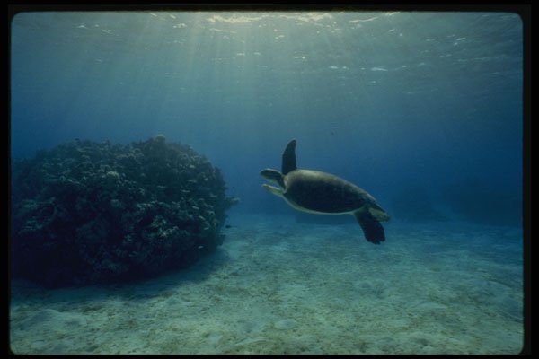 427092 Turtle Playhouse, Green Turtle A4 Photo Print