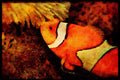 427093 Clown Fish With Eggs A4 Limited Edition Watercolour Print