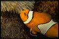 427093 Clown Fish With Eggs A4 Photo Print