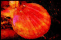 427094 Colorful Scallop A4 Limited Edition Watercolour Print