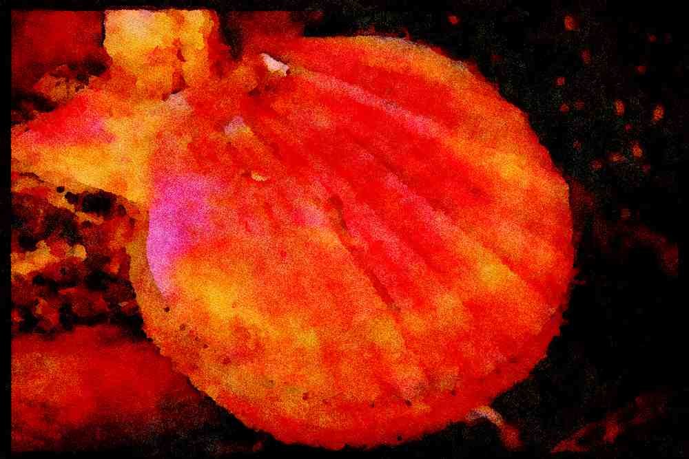 427094 Colorful Scallop A4 Limited Edition Watercolour Print