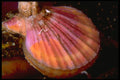 427094 Colorful Scallop A4 Photo Print