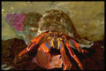 427095 Colorful Hermit Crab A4 Photo Print