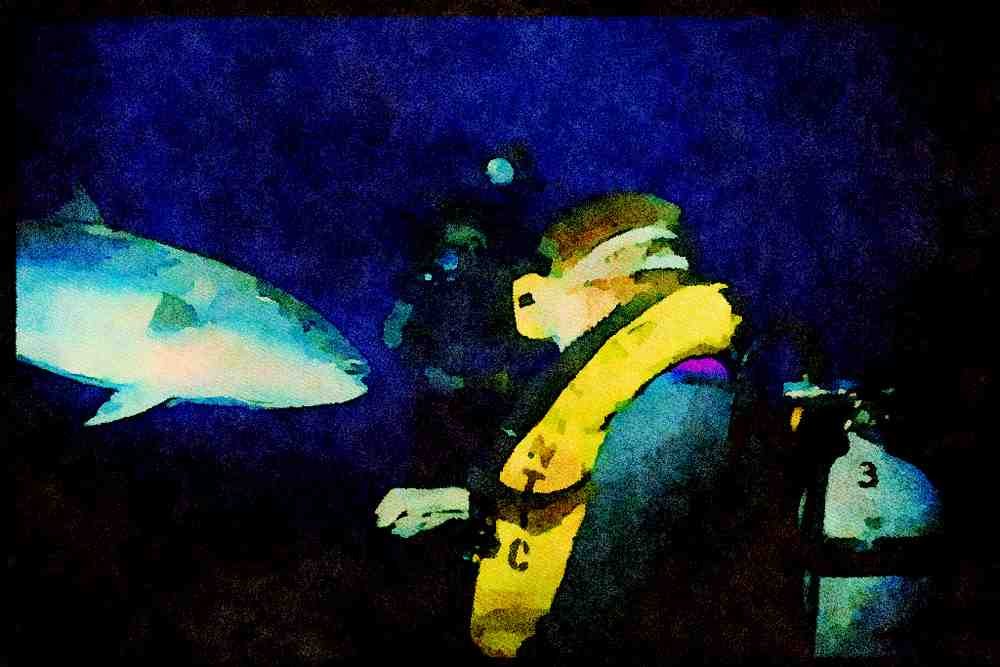 427096 Tuna And Divers A4 Limited Edition Watercolour Print