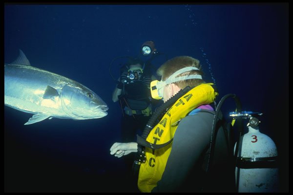 427096 Tuna And Divers A4 Photo Print