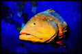 427097 Large Grouper A4 Limited Edition Watercolour Print
