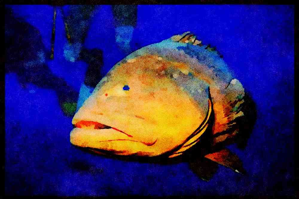 427097 Large Grouper A4 Limited Edition Watercolour Print