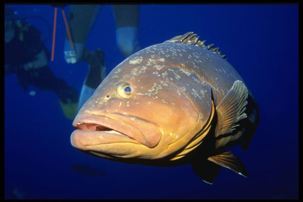 427097 Large Grouper A4 Photo Print