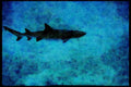 427098 White Tip Reef Shark A4 Limited Edition Watercolour Print