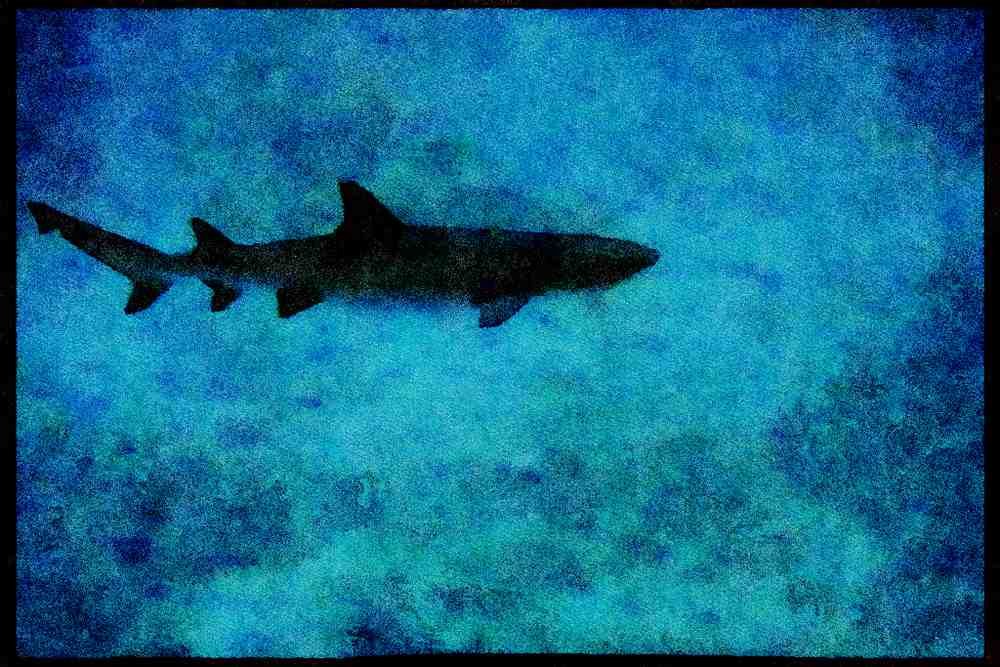 427098 White Tip Reef Shark A4 Limited Edition Watercolour Print