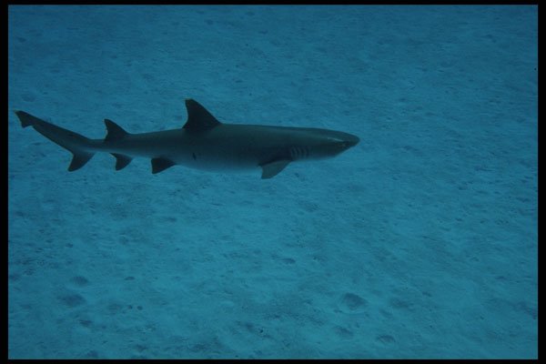 427098 White Tip Reef Shark A4 Photo Print