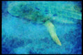 427099 Whale Shark A4 Limited Edition Watercolour Print