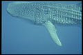 427099 Whale Shark A4 Photo Print