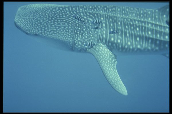 427099 Whale Shark A4 Photo Print
