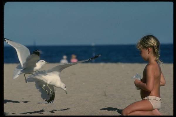 429062 Seagull A4 Photo Print