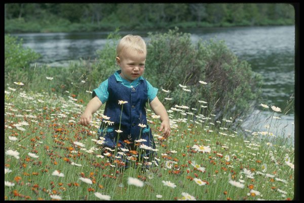 429064 Field Of Daisies A4 Photo Print