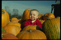 429071 Amongst The Pumpkins A4 Photo Print