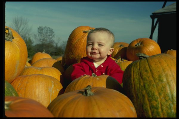 429071 Amongst The Pumpkins A4 Photo Print